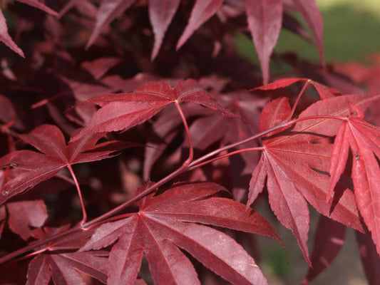 Acer Palmatum Fireglow - Japanese Maple Fireglow