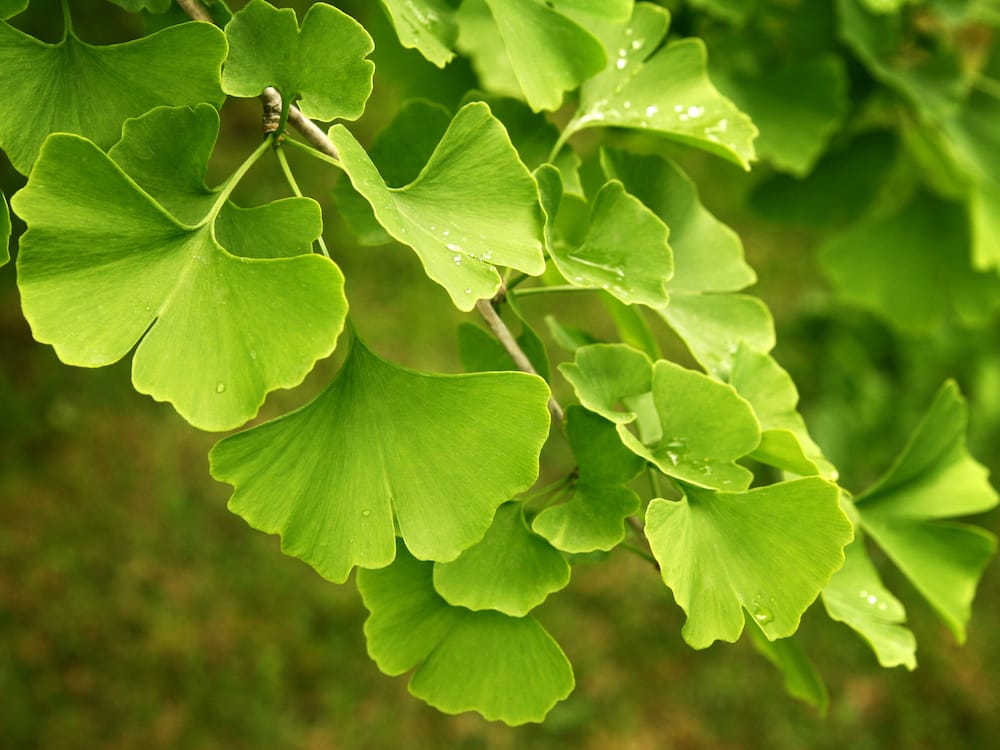 Ginkgo biloba - Ginkgo Tree