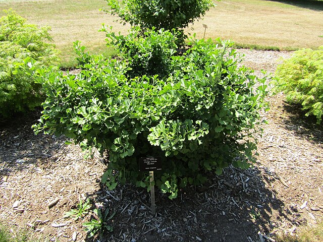 Ginkgo Biloba 'Mariken' - Dwarf Maidenhair Tree