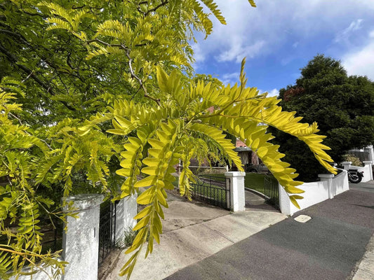 Gleditsia Triacanthos Sunburst - Golden Honey Locust