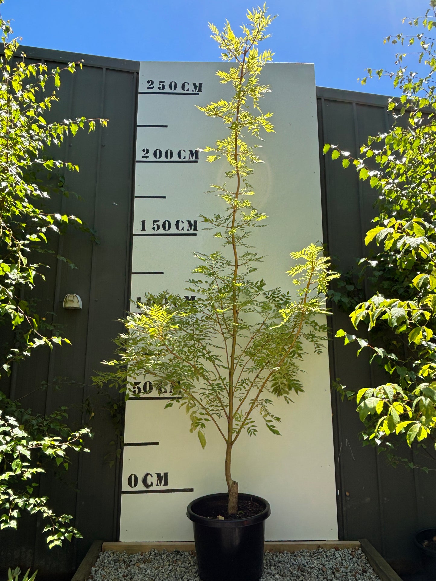 Fraxinus excelsior Aurea - Golden Ash