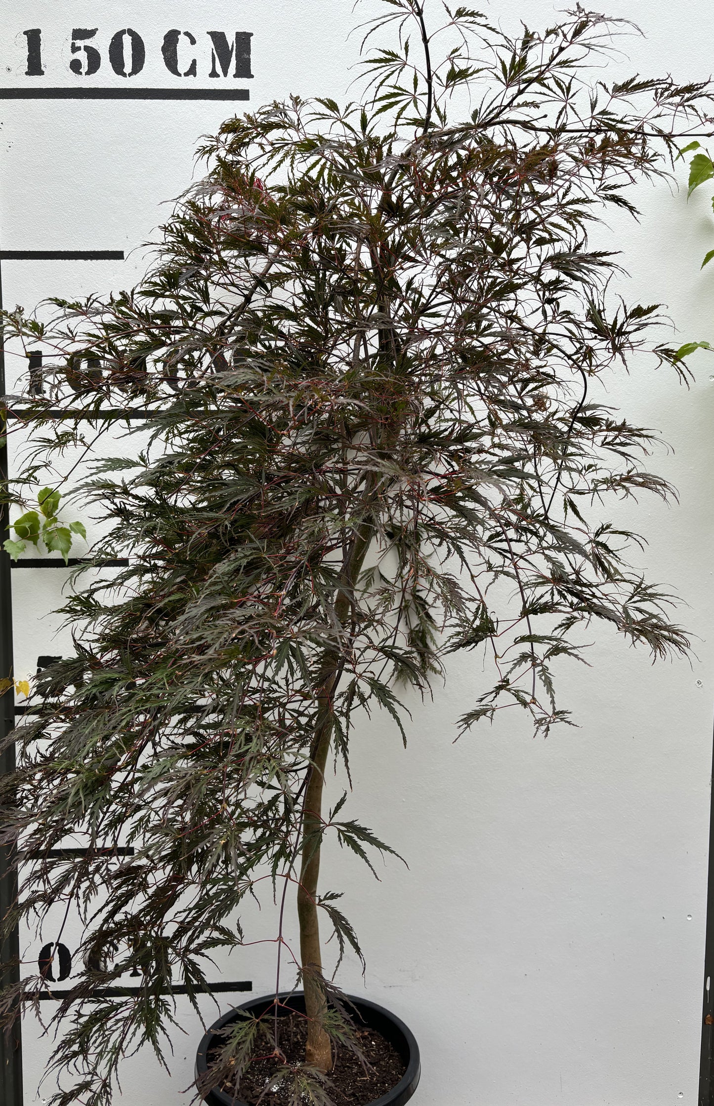 Acer Palmatum Dissectum Inaba Shidare - Weeping Japanese Maple Inaba Shidare