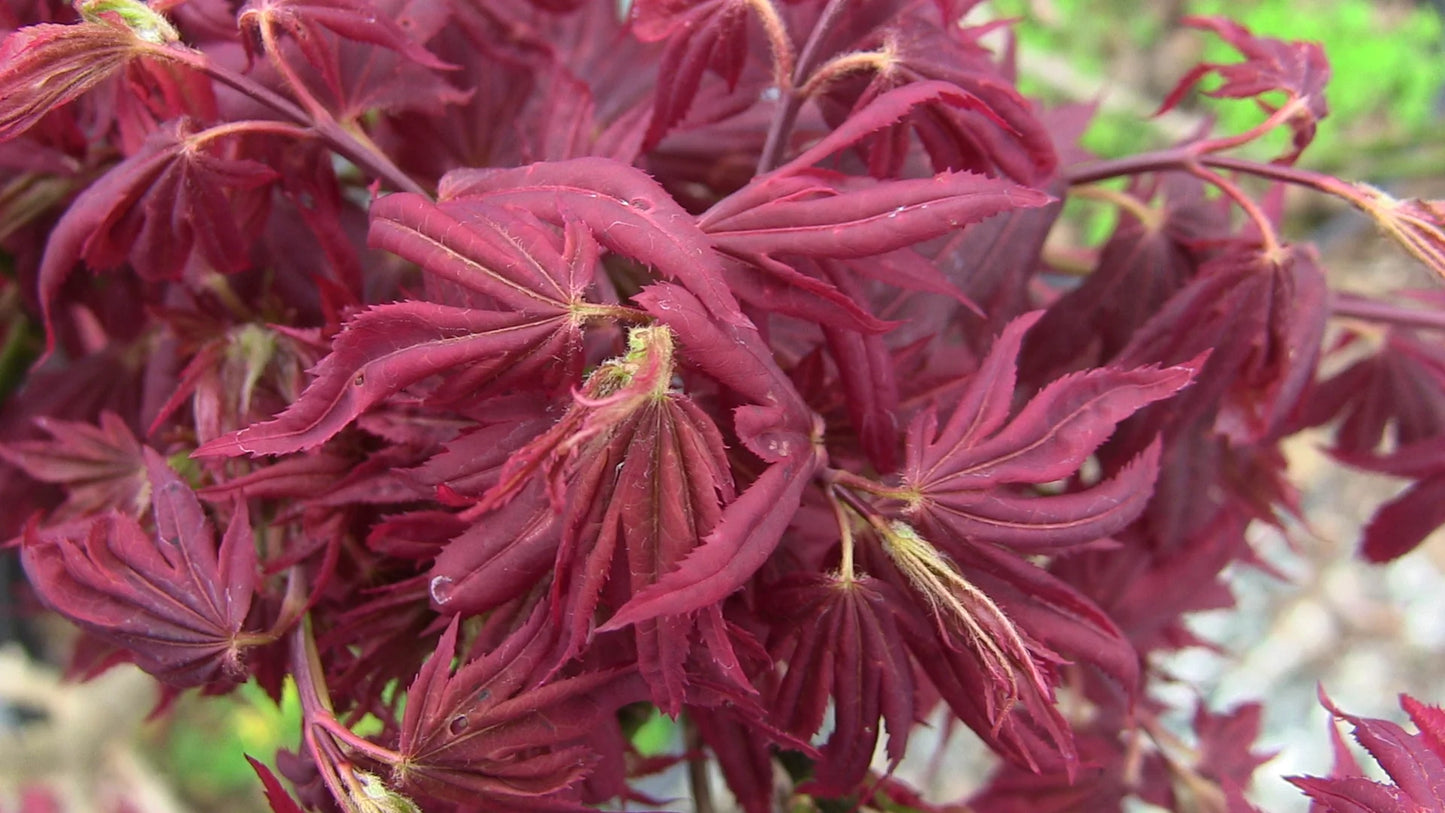 Acer Palmatum Aratama - Japanese Maple Aratama