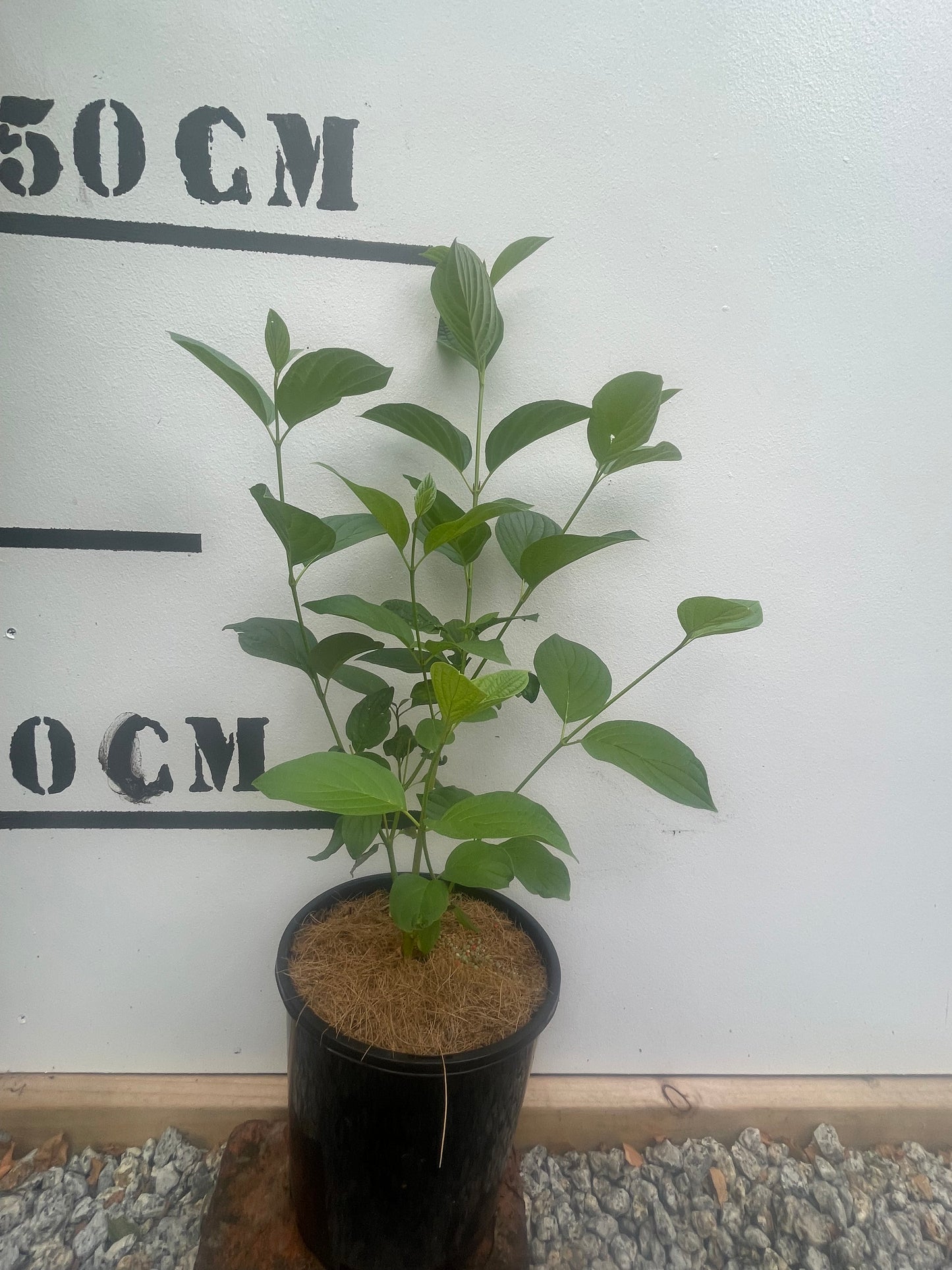 Cornus Stolonifera Flaviramea – Yellow Stemmed Dogwood