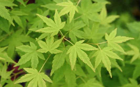 Acer Palmatum Tsukasa Silhouette - Japanese Maple Tsukasa Silhouette