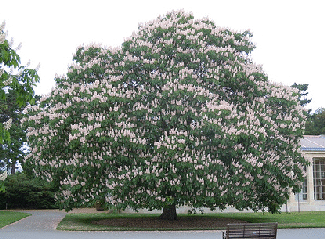 Aesculus Hippocastanum Alba - White Horse Chestnut