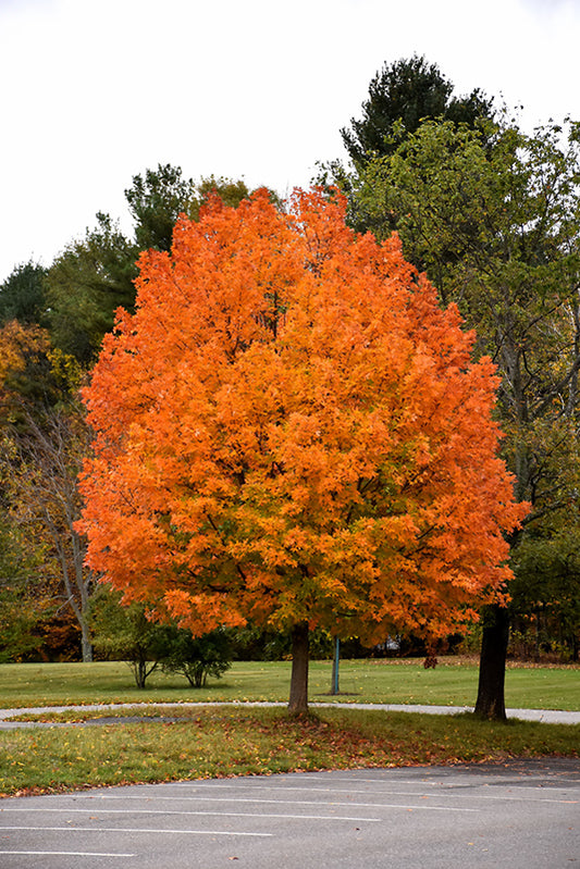 Acer Saccharum - Sugar Maple (Maple Syrup Tree)