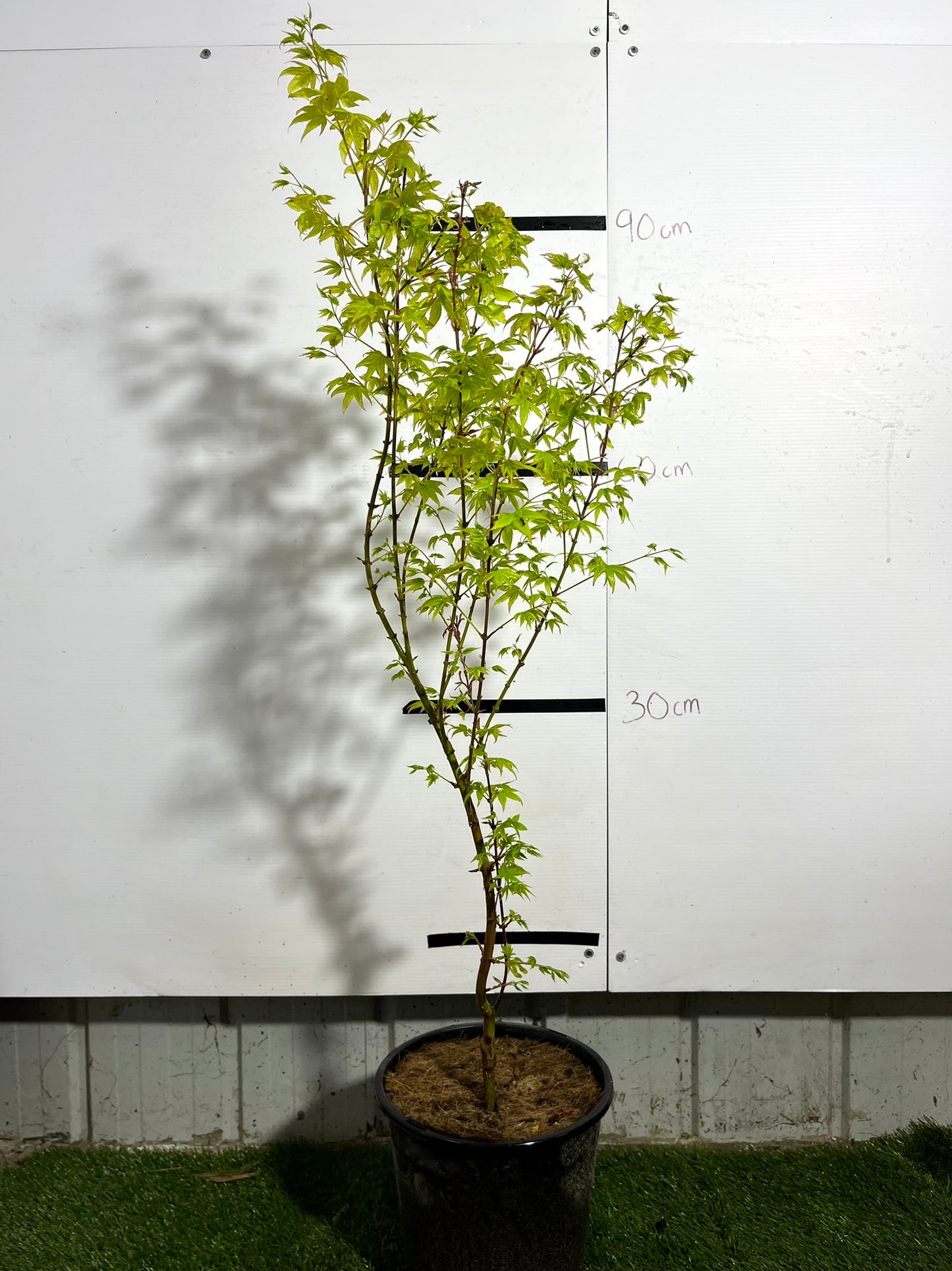 Acer Palmatum Aureum - Golden Japanese Maple