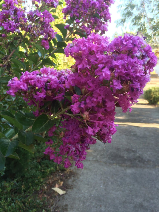 Lagerstroemia indica Zuni - Zuni Crepe Myrtle