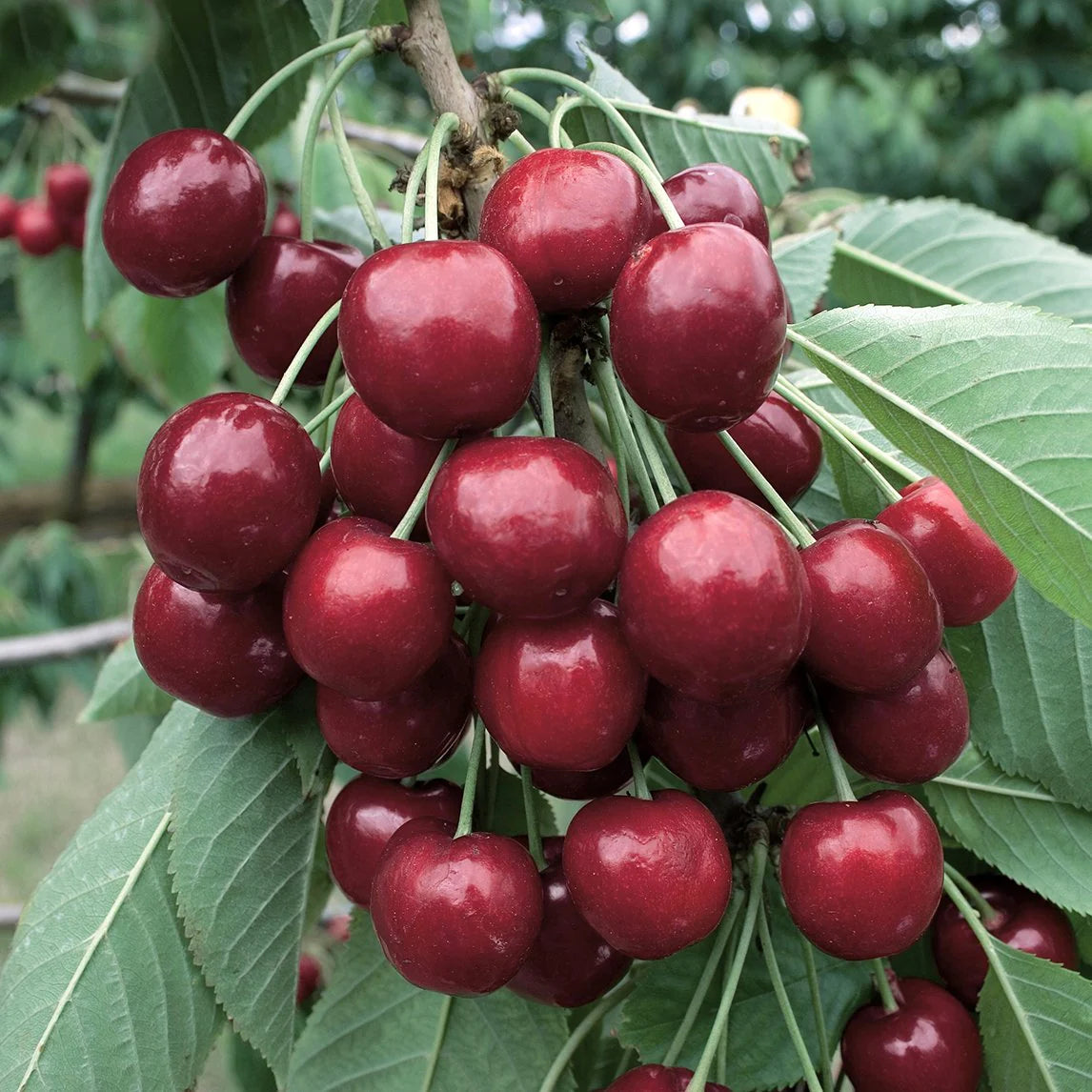 Prunus Avium Lapins - Fruiting Cherry Lapins