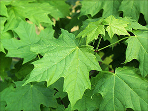 Acer Saccharum - Sugar Maple (Maple Syrup Tree)