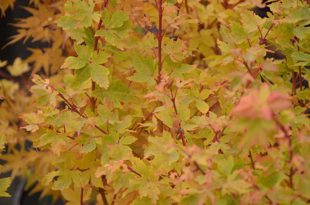 Acer Palmatum Aka Kawa Hime - Japanese Maple Aka Kawa Hime