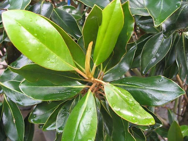 Magnolia grandiflora - Little Gem Magnolia