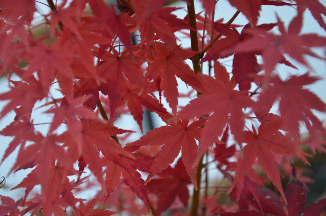 Acer Palmatum Tsukasa Silhouette - Japanese Maple Tsukasa Silhouette