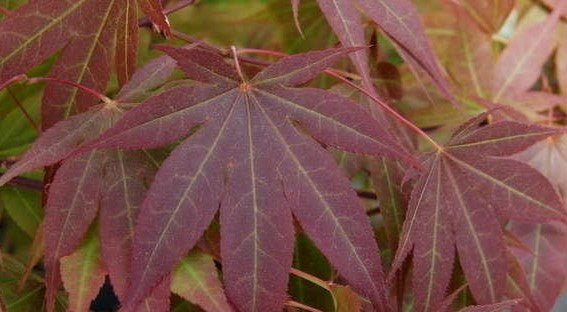 Acer Palmatum Oshu Beni - Japanese Maple Oshu Beni