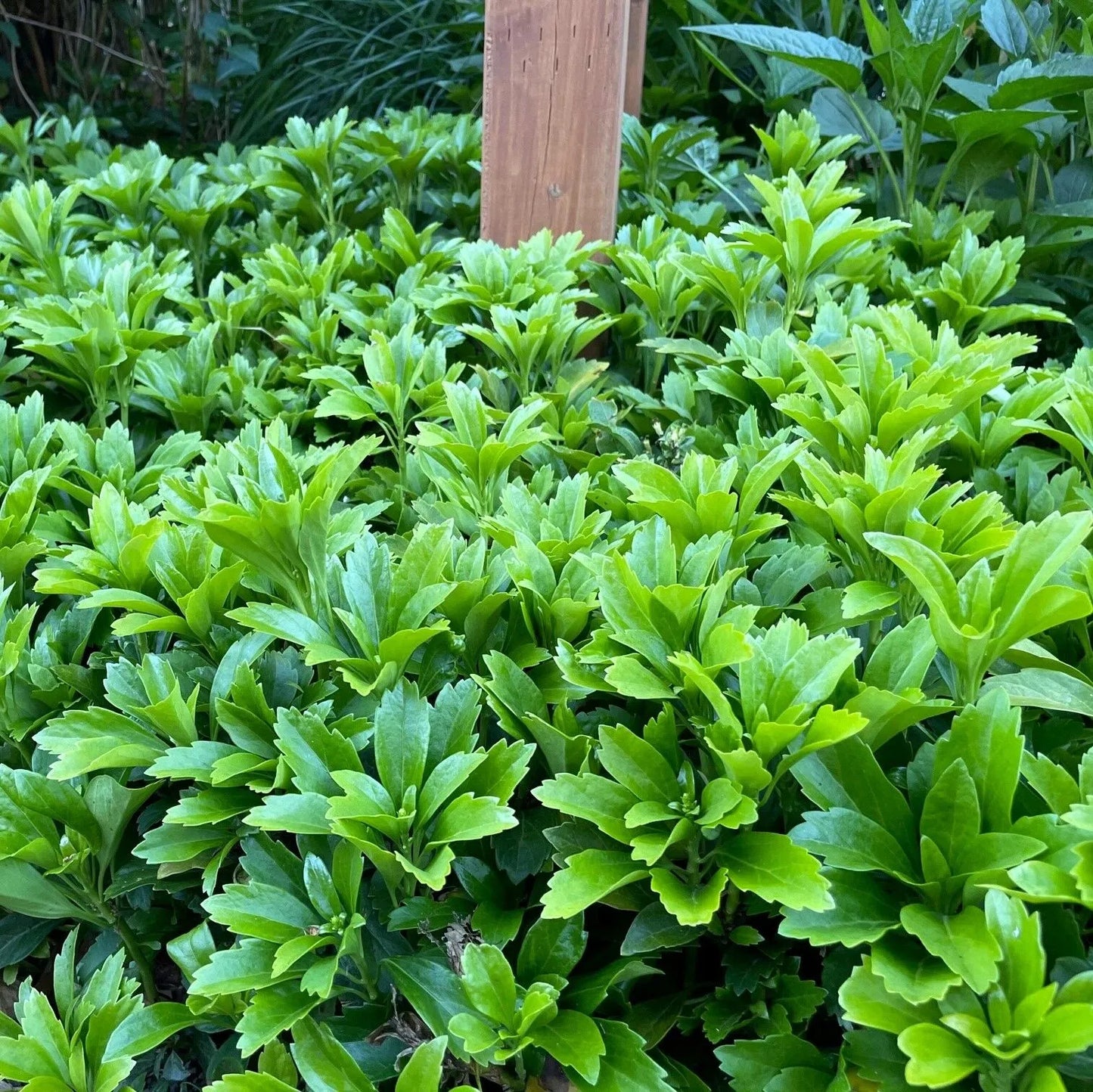 Pachysandra Terminalis - Japanese Spurge