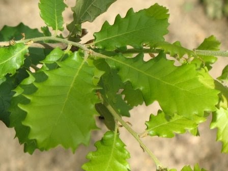 Quercus Faginea - Portuguese Oak