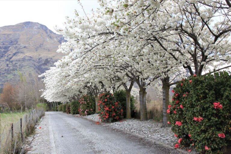 Prunus Serrulata Mount Fuji - Mount Fuji Cherry