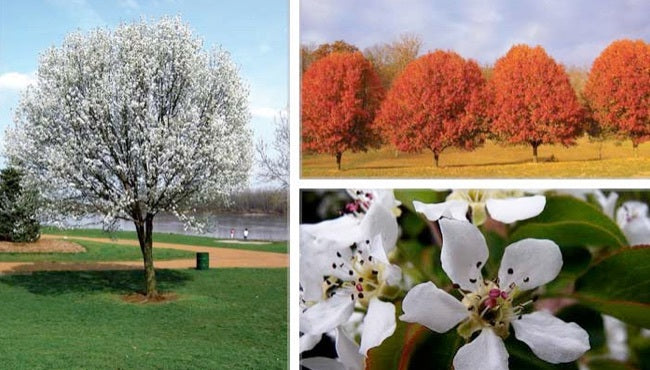 Pyrus Fauriei Westwood - Korean Sun Ornamental Pear – FEATURE TREES ...