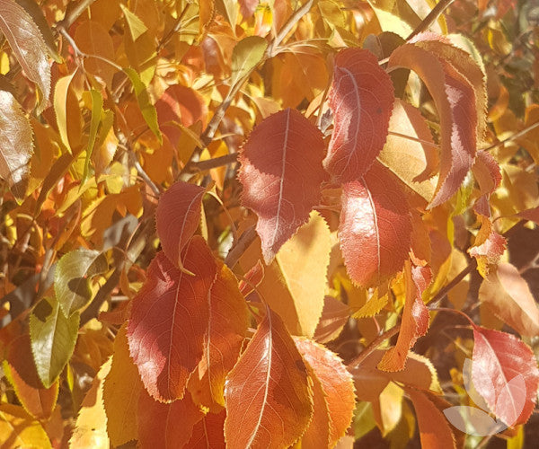 Pyrus Nivalis - Snow Pear