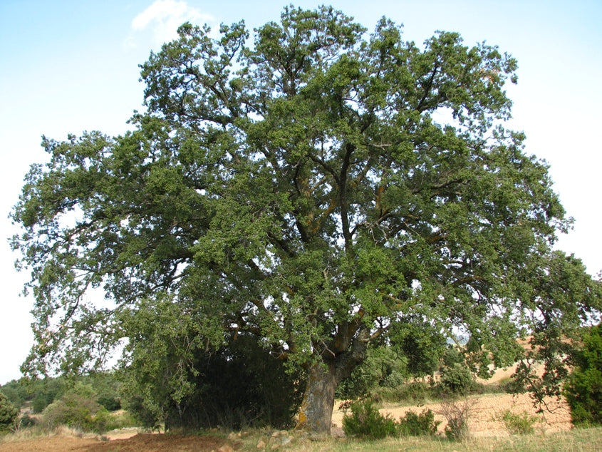 Quercus Faginea - Portuguese Oak