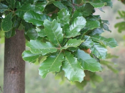 Quercus Faginea - Portuguese Oak