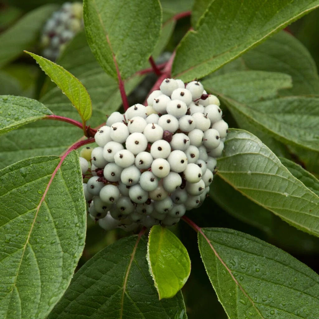 Cornus Alba Sibirca – Red Stemmed Dogwood