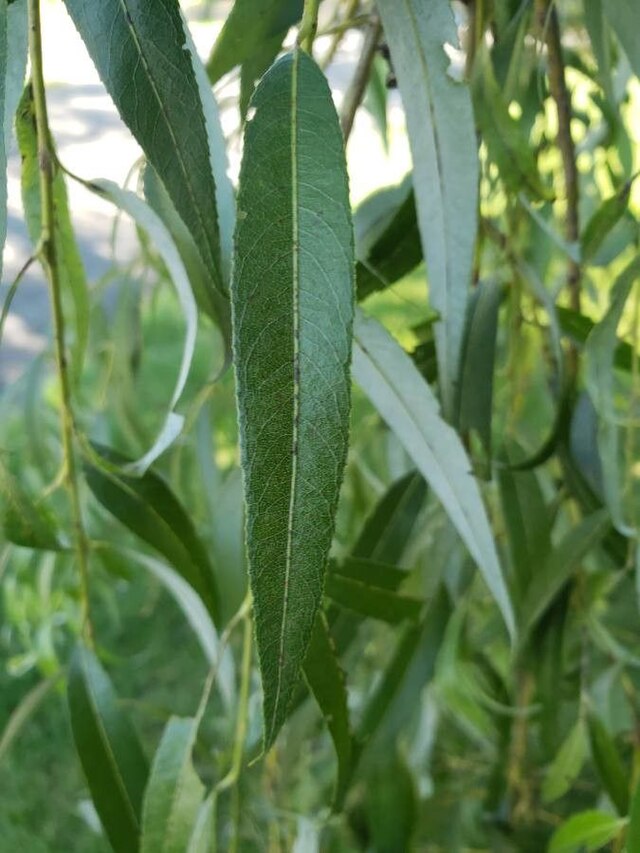 Salix Babylonica - Weeping Willow