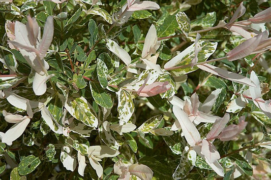 Salix Hakuro Nishiki - Dappled Willow