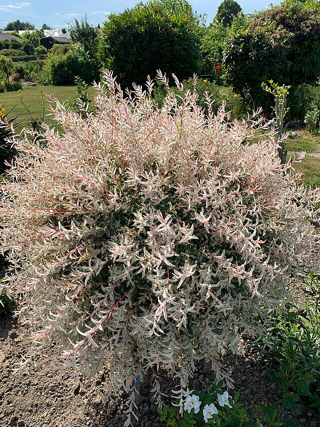 Salix Hakuro Nishiki - Dappled Willow