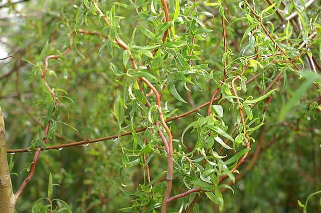 Salix Tortuosa - Tortured Willow