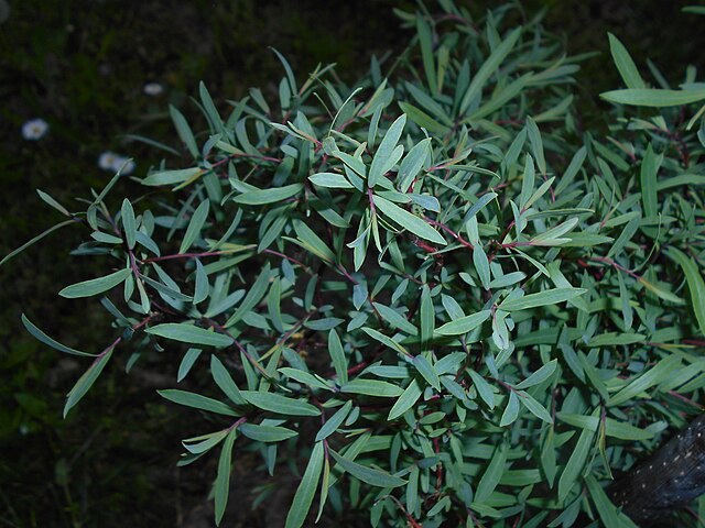 Salix Purpurea - Purple Willow