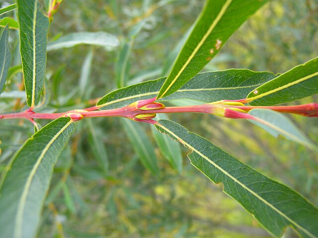 Salix Purpurea - Purple Willow