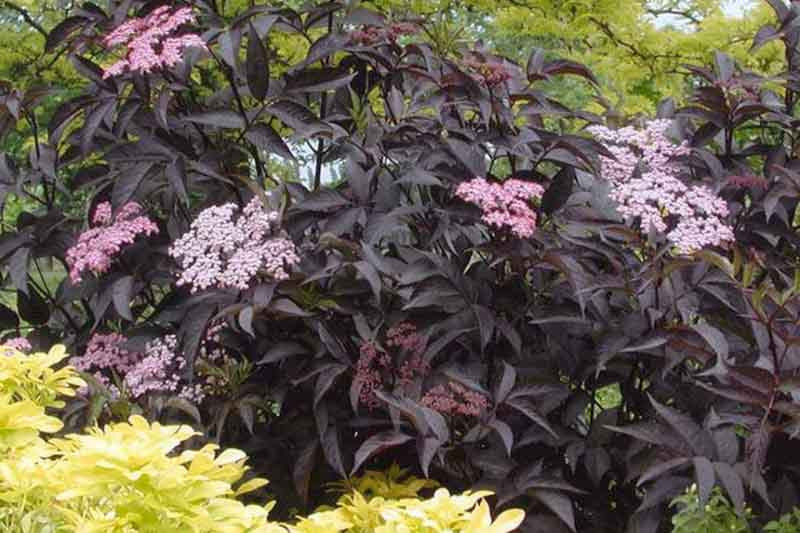 Sambucus Nigra Black Lace - Black Lace Elderberry