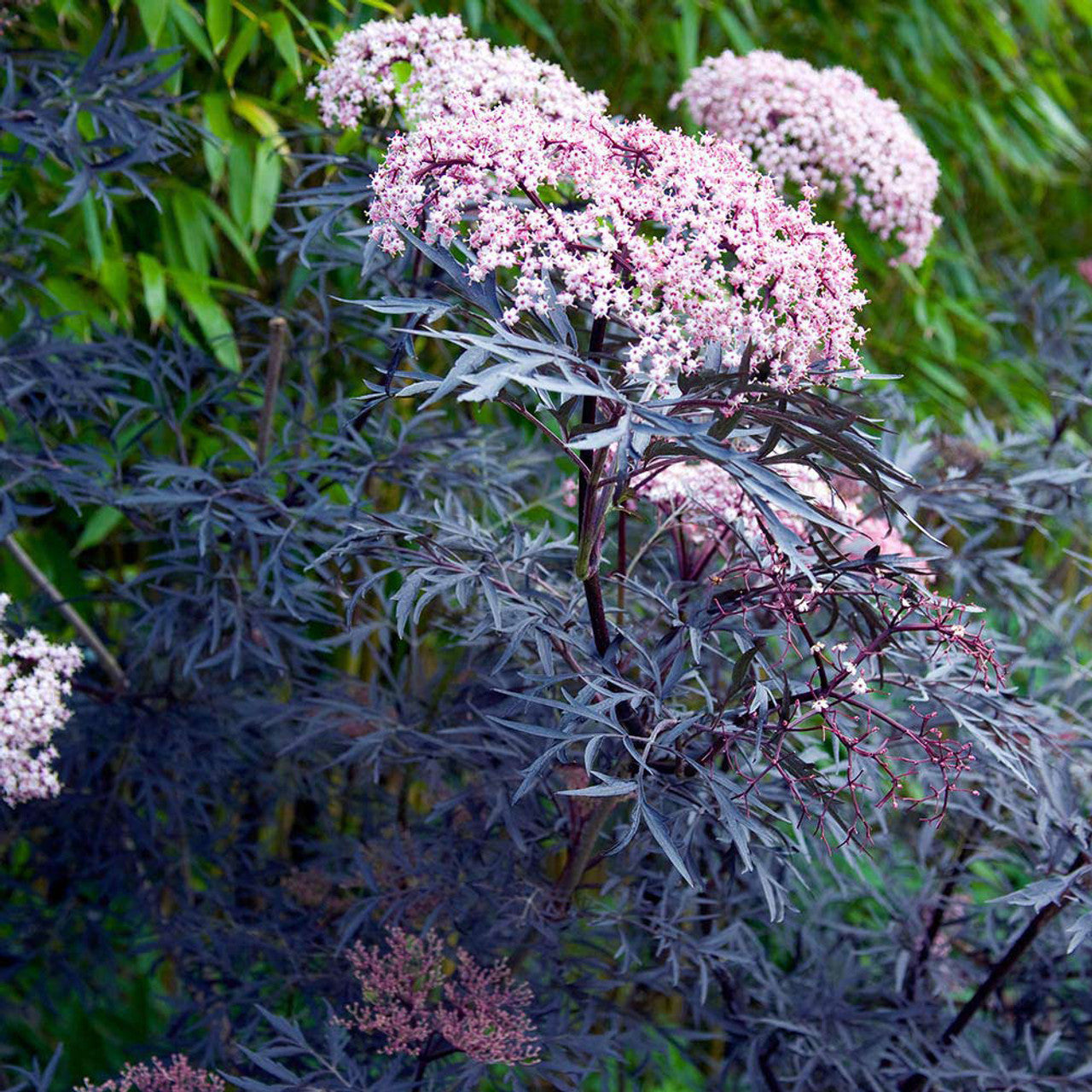 Sambucus Nigra Black Lace - Black Lace Elderberry