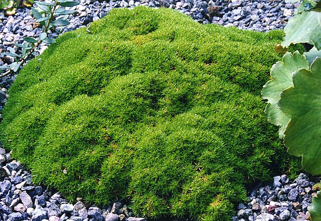 Scleranthus Biflorus - Lime Lava