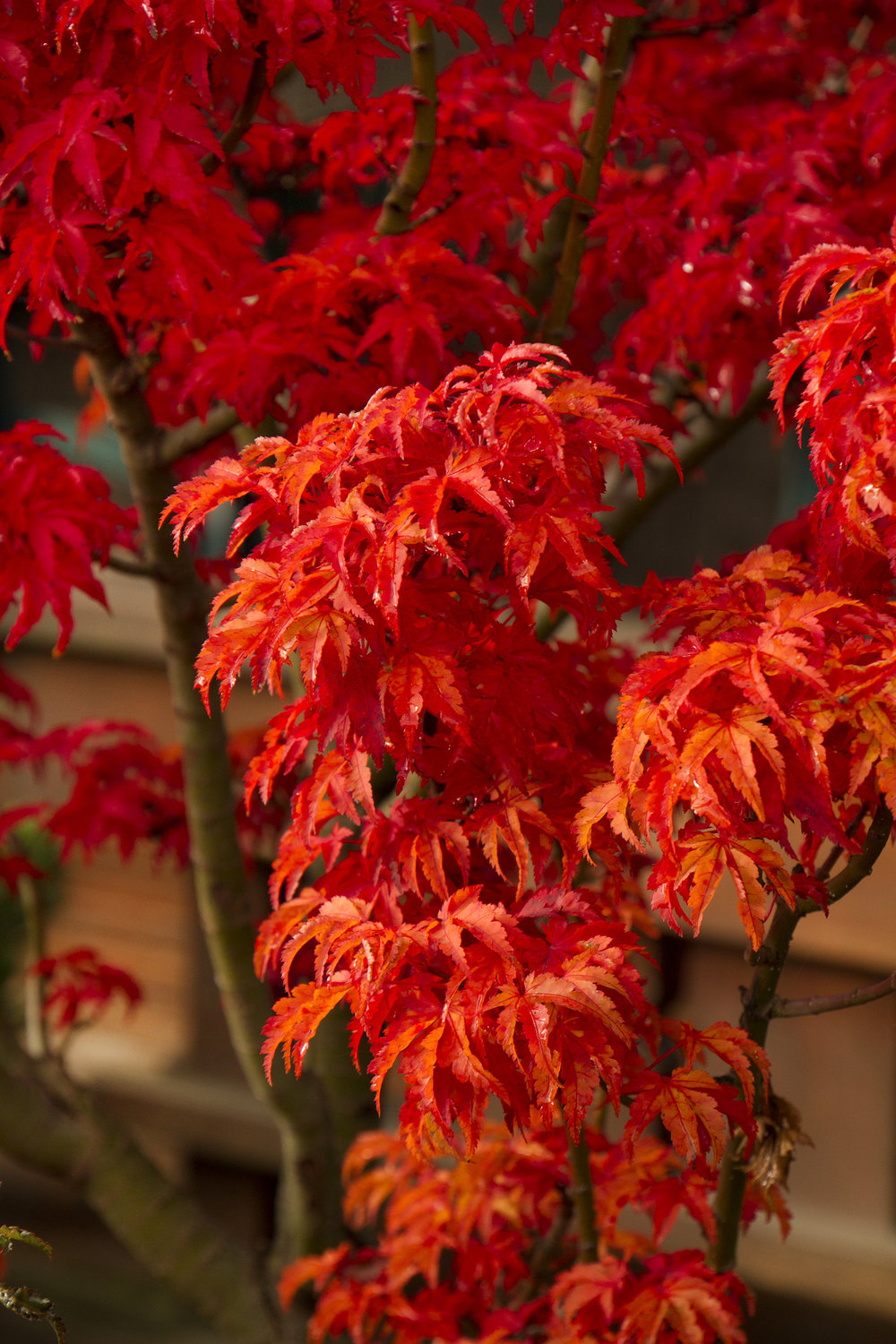 Acer Palmatum Shishi Gashira - Japanese Maple Shishi Gashira