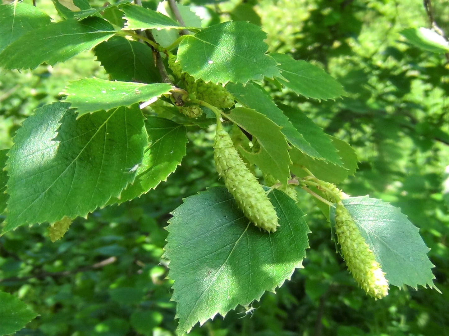 Betula Pendula - Silver Birch