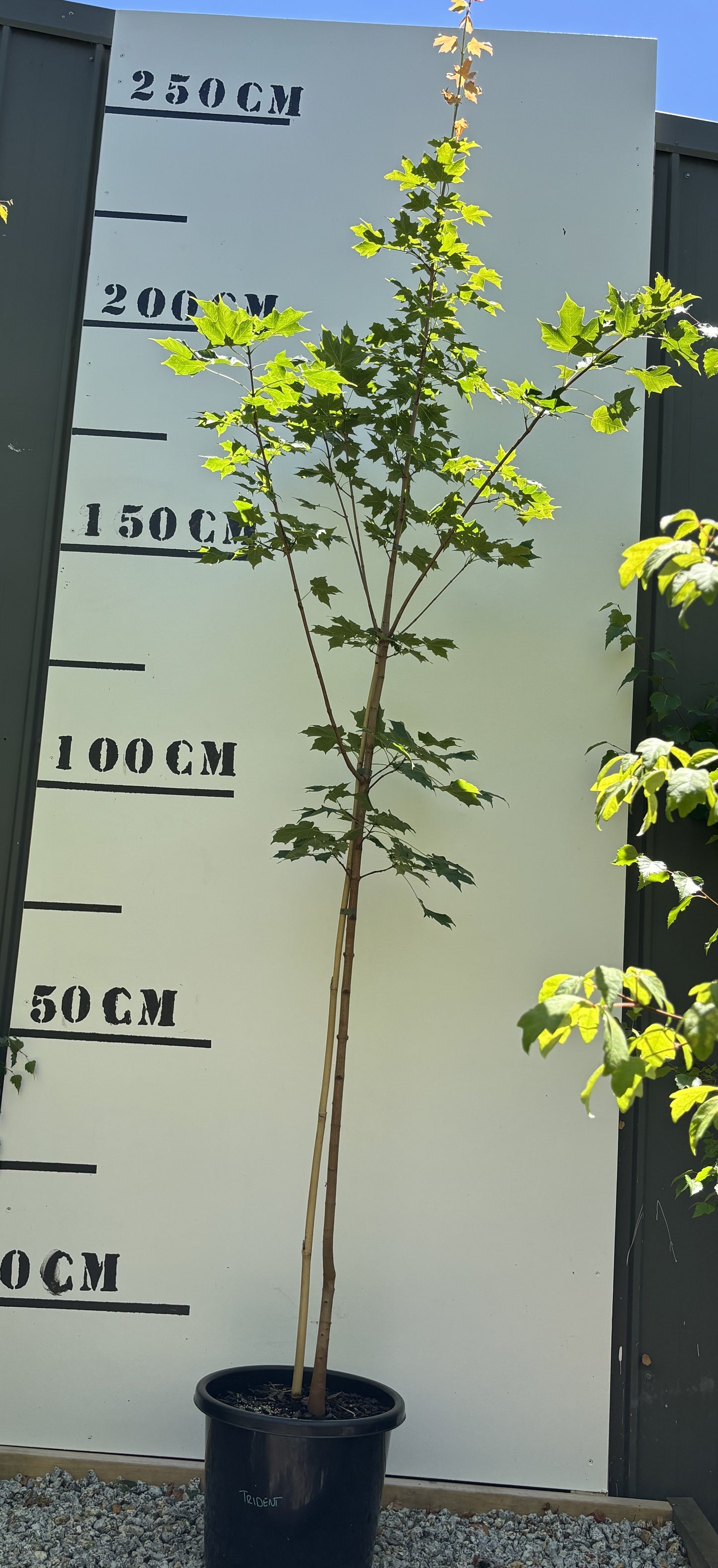 Acer Saccharum - Sugar Maple (Maple Syrup Tree)