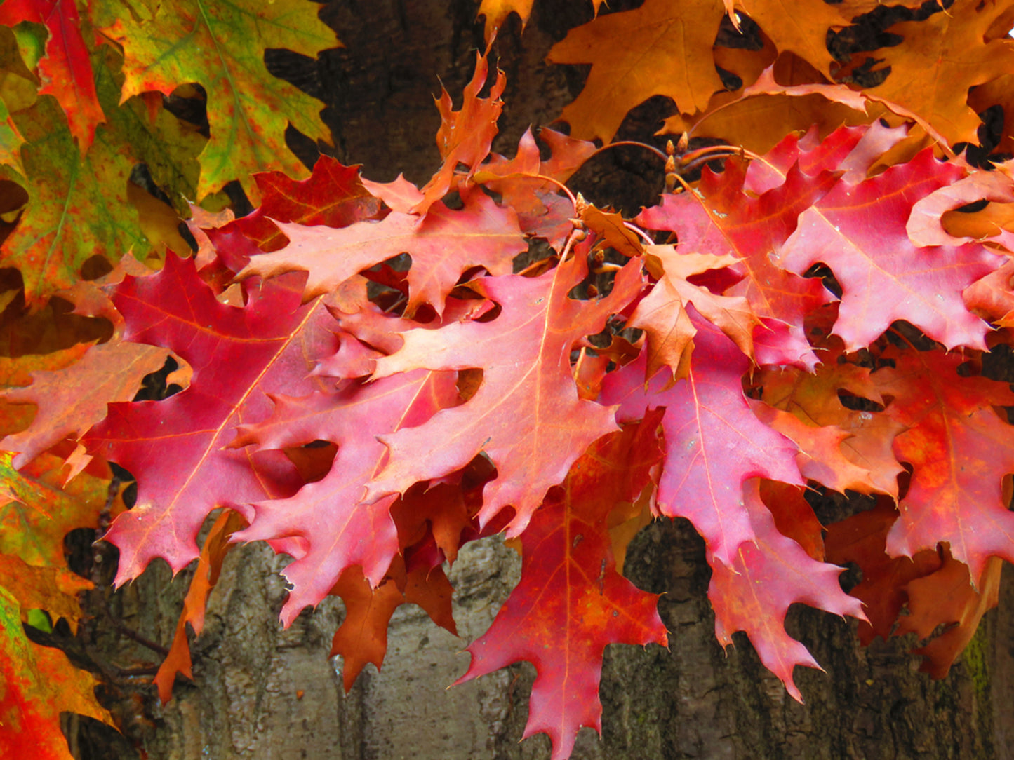 Quercus Palustris - Pin Oak