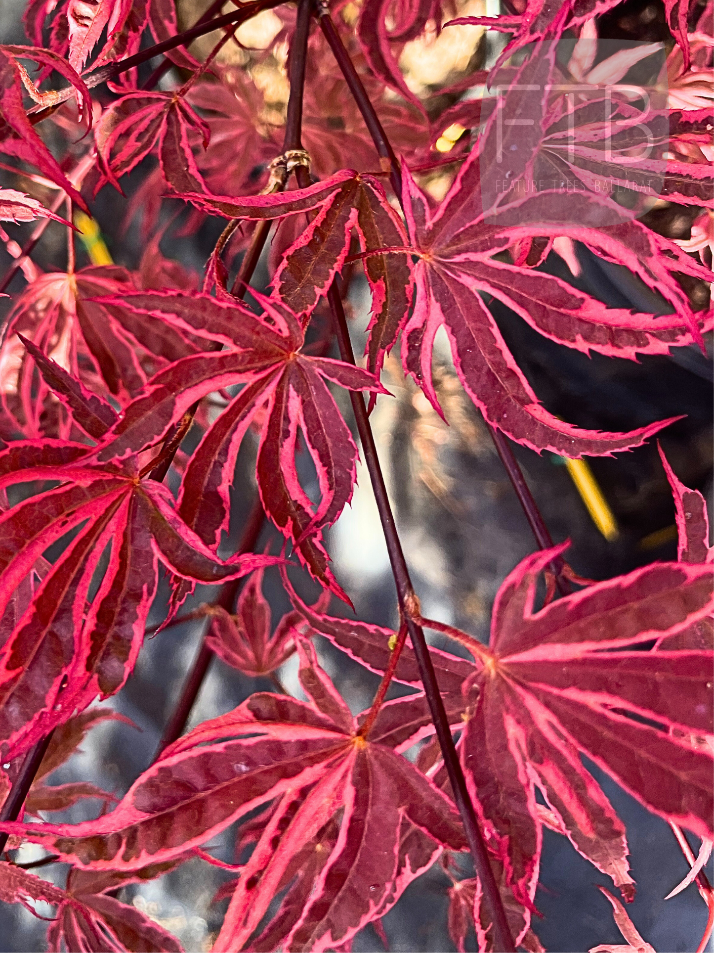 Acer Palmatum Shirazz - Japanese Maple Shirazz