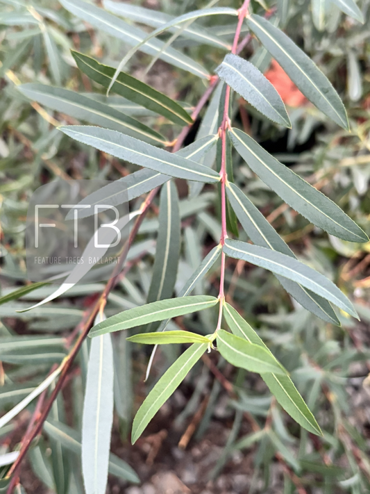 Salix Purpurea - Purple Willow