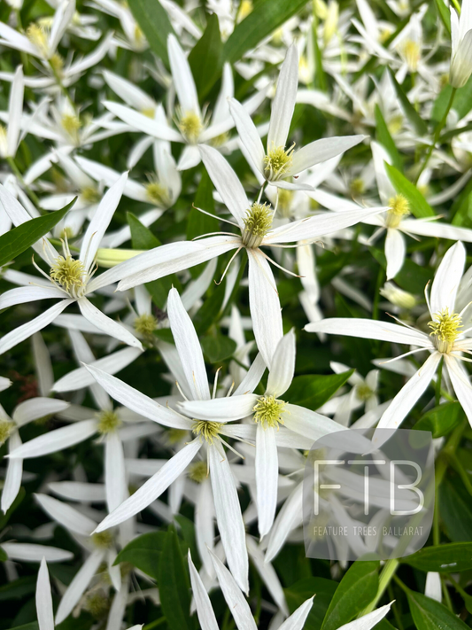 Clematis Aristata - Aristata Clematis