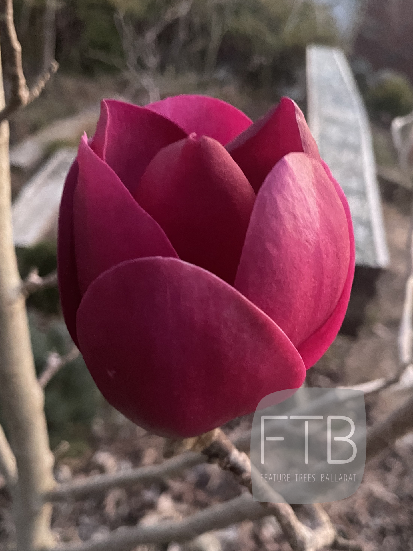 Magnolia × Soulangeana - Black Tulip Magnolia