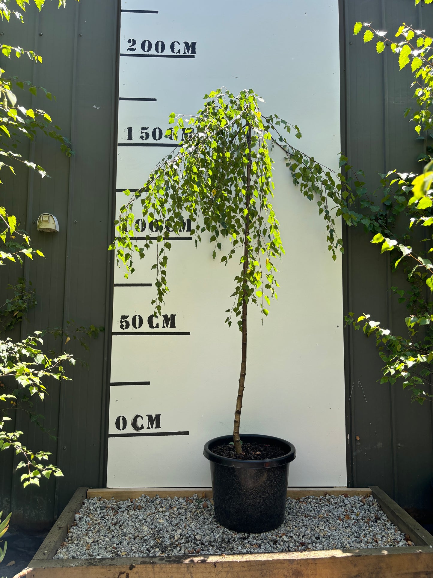 Betula Pendula Youngii - Weeping Silver Birch