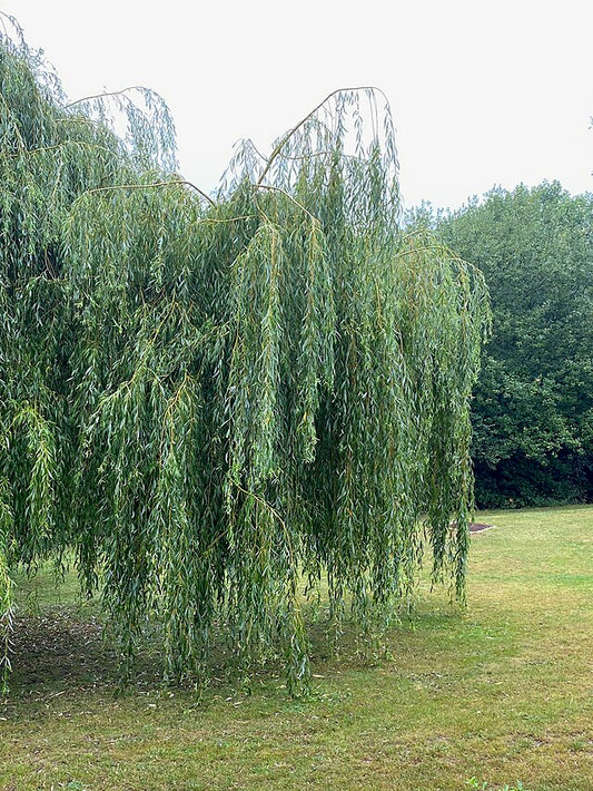 Salix Babylonica - Weeping Willow