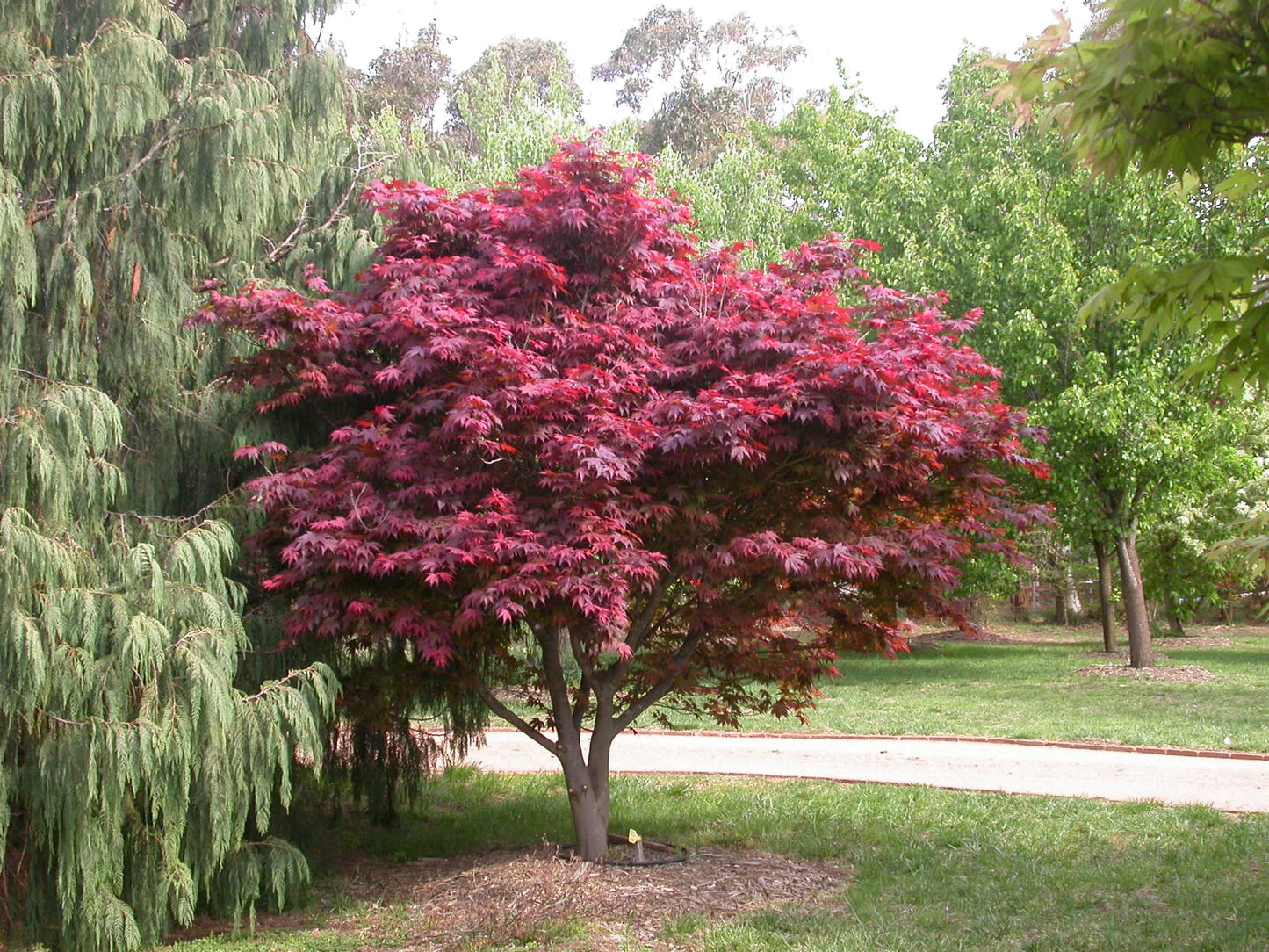 Acer Palmatum Atropurpureum - Japanese Maple Purple Upright