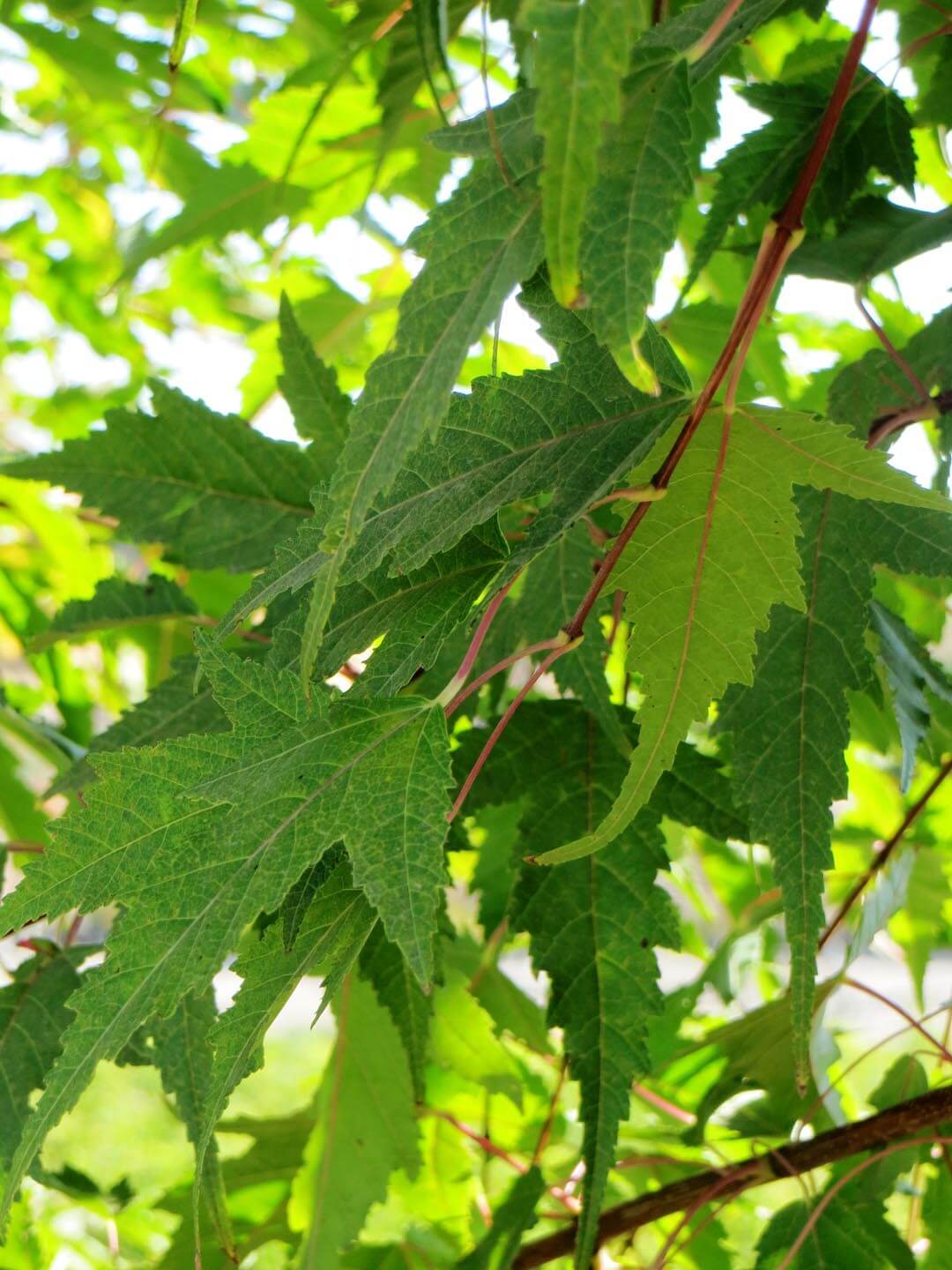 Acer Tataricum Ginnala - Flame Amur Maple – FEATURE TREES BALLARAT