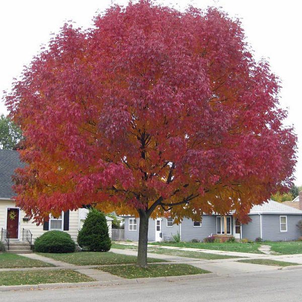 Acer Tataricum Ginnala -  Flame Amur Maple