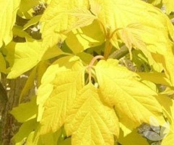 Acer Negundo Kelly's Gold - Kelly's Gold Boxelder